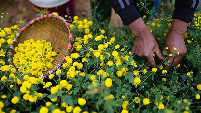 Pure Dried Chrysanthemum Tea - Made in Korea
