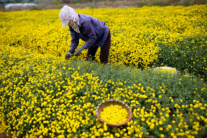 Pure Dried Chrysanthemum Tea - Made in Korea