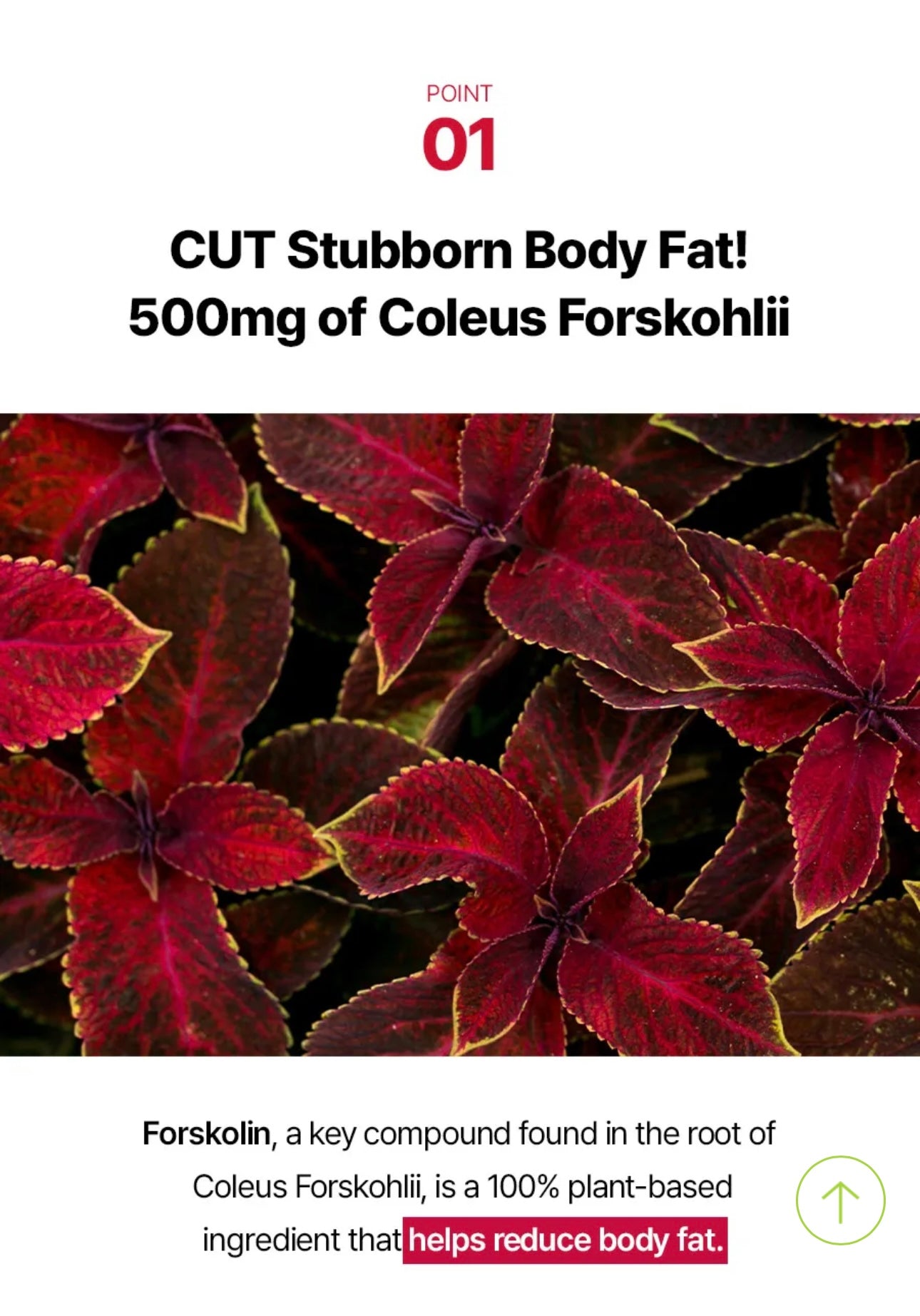 🔥 Foodology Collagen Pro (Coleology Pro) – “Red Bottle Diet”